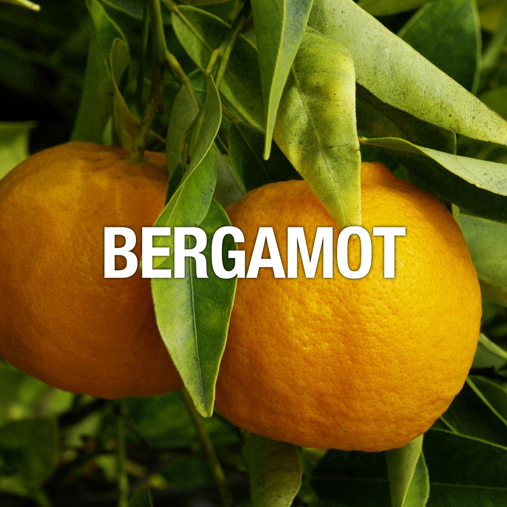 Curve Men's Deodorant Body Spray, Sport Deodorant by Liz Claiborne, 6 Oz