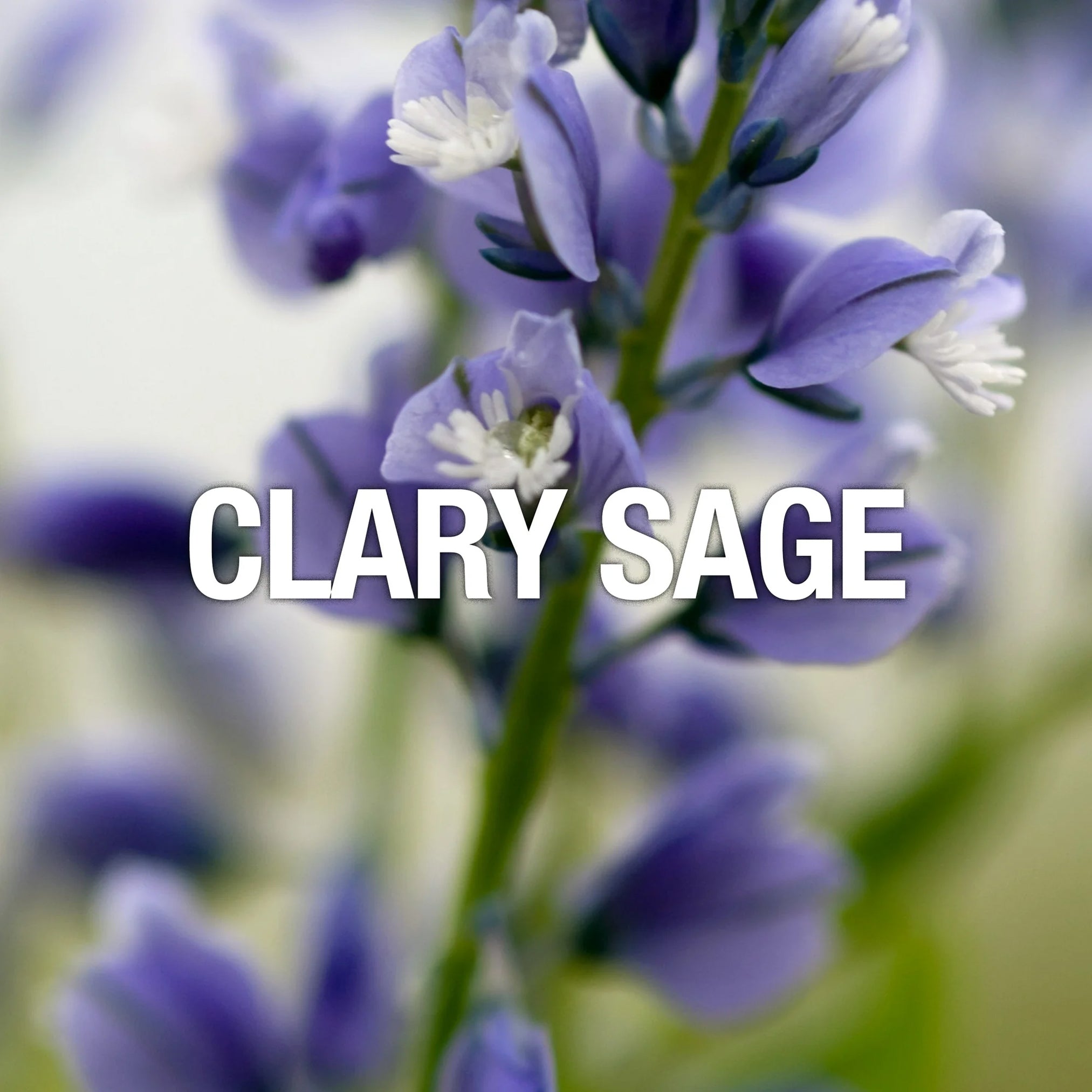 Curve Men's Deodorant Body Spray, Sport Deodorant by Liz Claiborne, 6 Oz