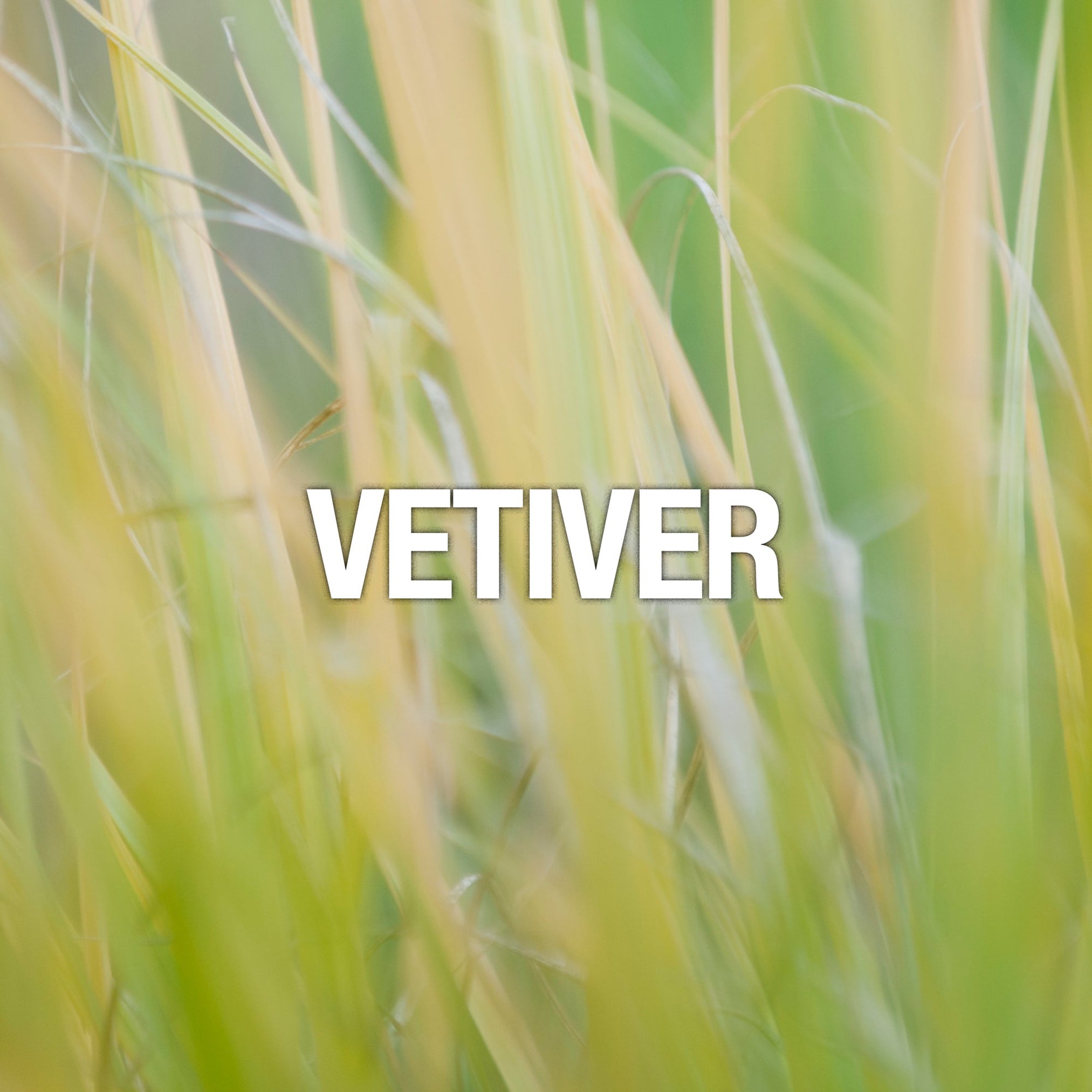 Curve Men's Deodorant Body Spray, Sport Deodorant by Liz Claiborne, 6 Oz